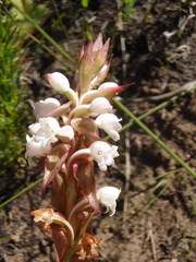 Satyrium acuminatum