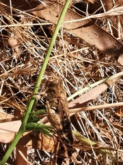 Calliptamus barbarus