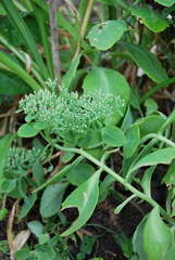 Hylotelephium spectabile