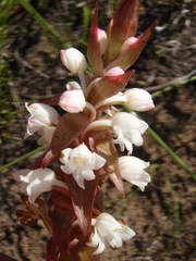 Satyrium acuminatum