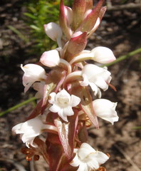 Satyrium acuminatum