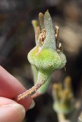 Drosanthemum giffenii