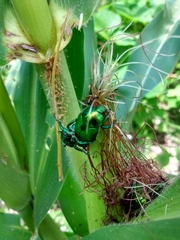 Calomacraspis splendens