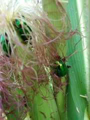 Calomacraspis splendens