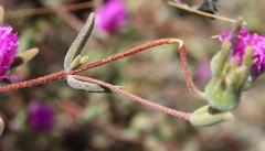 Drosanthemum giffenii