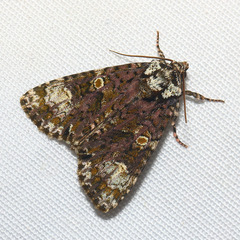 Craniophora ligustri