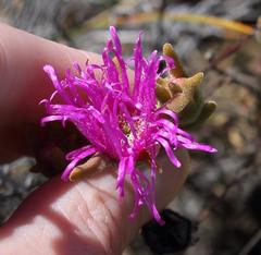 Drosanthemum giffenii