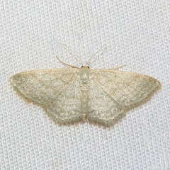 Idaea subsericeata