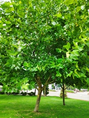 Platanus