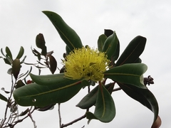 Xanthostemon multiflorus