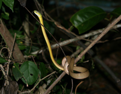 Boiga cyanea