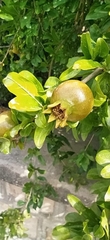 Punica granatum