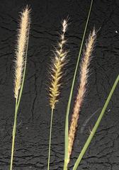 Buffel grass (Cenchrus ciliaris)
