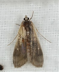 Parapoynx maculalis