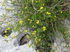 Medicago prostrata
