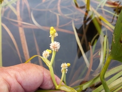 Sparganium fluctuans