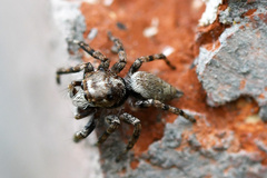 Tusitala