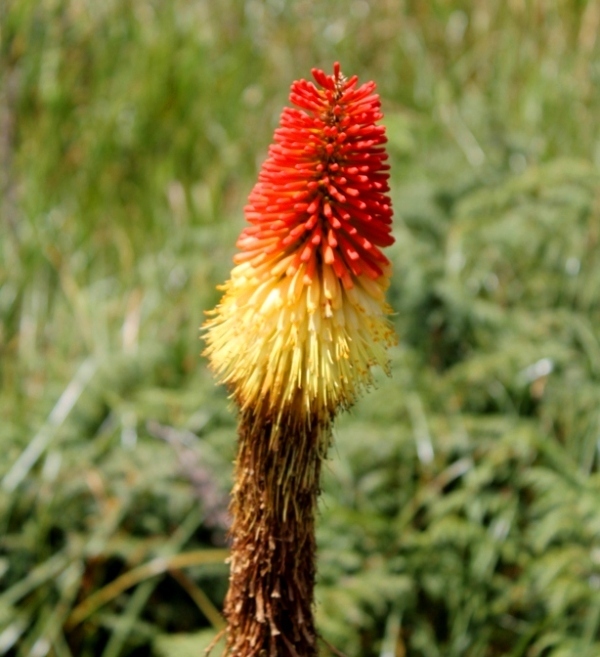 Red hot poker