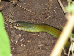 Mastigodryas dorsalis