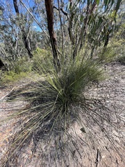 Xanthorrhoea media