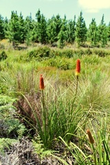 Kniphofia bruceae
