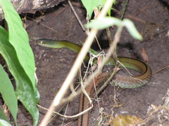 Mastigodryas dorsalis