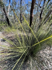 Xanthorrhoea media