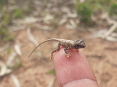 Sitana ponticeriana