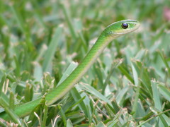 Philothamnus hoplogaster