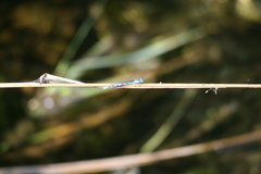 Enallagma cyathigerum