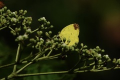 Eurema simulatrix