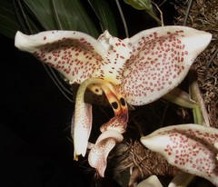 Stanhopea oculata