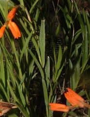 Isochilus aurantiacus