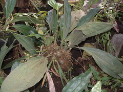 Stanhopea graveolens