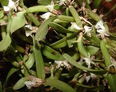 Scaphyglottis prolifera