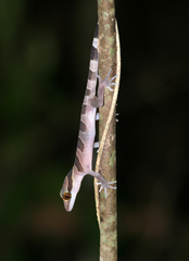 Cyrtodactylus intermedius