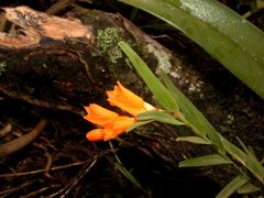 Isochilus aurantiacus