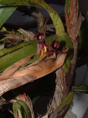 Maxillaria densa