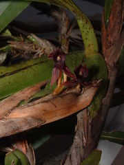 Maxillaria densa