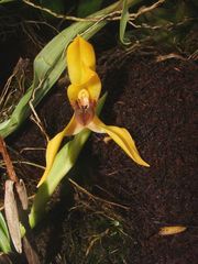 Maxillaria praestans