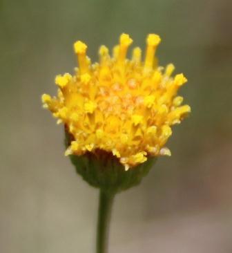 Lebombo Beesbossie (Nolletia ruderalis)