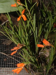 Isochilus aurantiacus