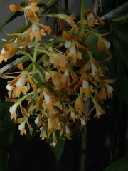Epidendrum polyanthum