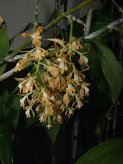 Epidendrum polyanthum