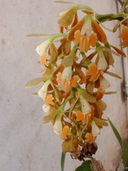 Epidendrum polyanthum