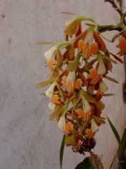 Epidendrum polyanthum