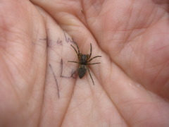 Amaurobioides maritima