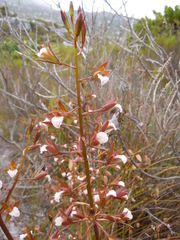 Eulophia lamellata