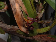 Maxillaria densa