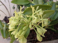 Epidendrum chlorocorymbos